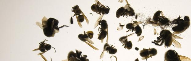 abeilles en danger