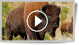 Tatanka* !