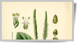 ©Plantain majeur - Famille des plantaginées - Plante herbacée vivace - Fonds ancien AgroParisTech Grignon