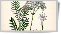 A. MASCLEF, Atlas des plantes de France utiles, nuisibles,et ornementales, Paul KLINCKSIEK, Paris, 1891 ©Musée du Vivant-AgroParisTech